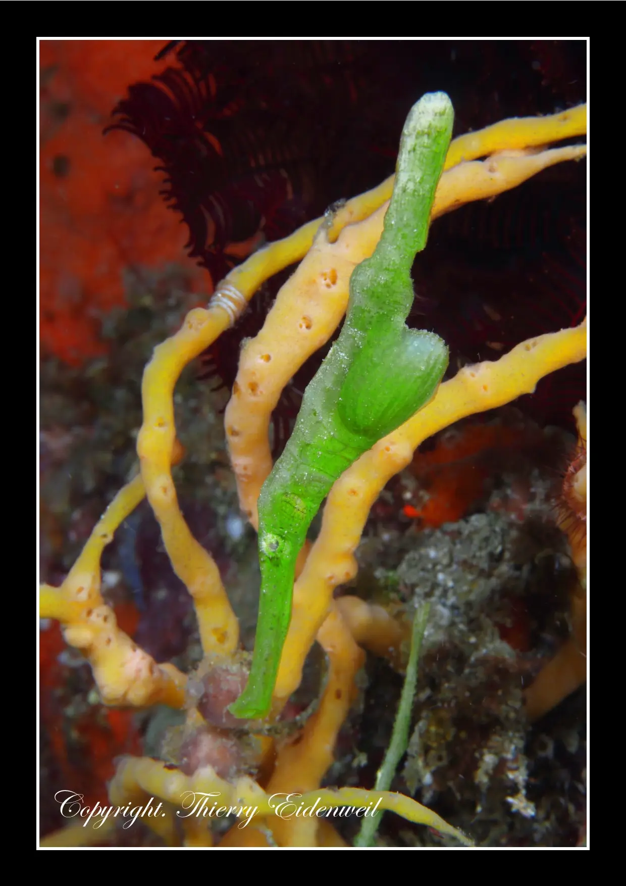 Anilao Macro Dive Media Highlight